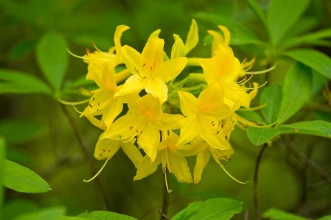 Yellow Azalea or Honeysuckle Azalea (Rhododendron luteum