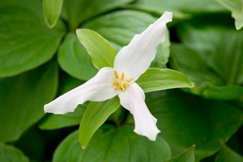 White Trillium (Trillium ovatum)