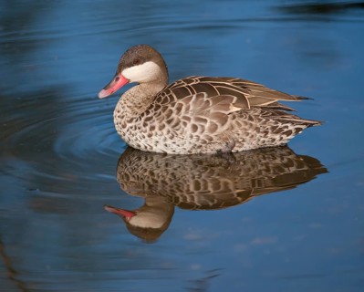 Red-billed Teal (Anas erythrorhyncha)