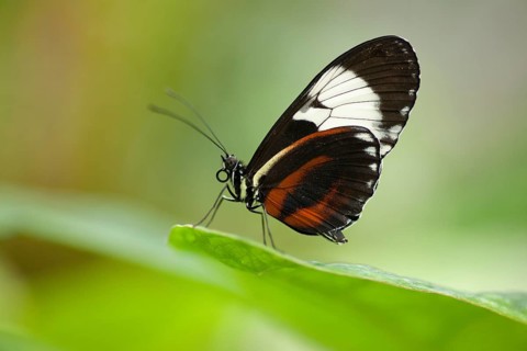 Cydno Longwing Butterfly (Heliconius cydno) sitting on a leaf