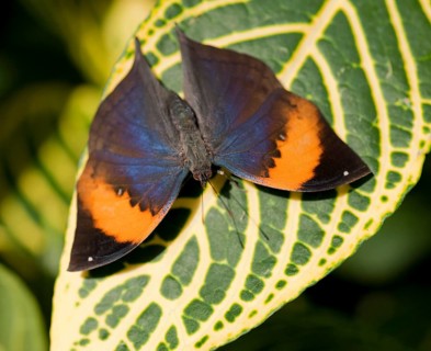 Indian Leafwing (Kallima paralekta)