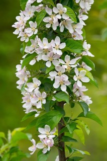 Toringo Crabapple or Siebold's Crabapple (Malus sieboldii)