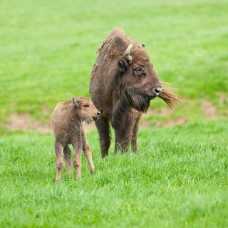 European Bison or Wisent (Bison bonasus)