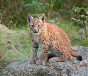 Eurasian Lynx (Lynx lynx)