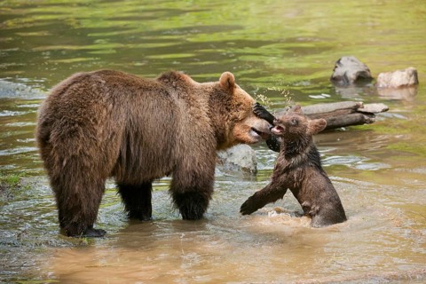 European Brown Bears (Ursus arctos)