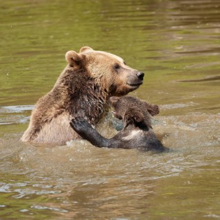 European Brown Bears (Ursus arctos)