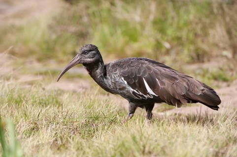Wattled Ibis (Bostrychia carunculata)