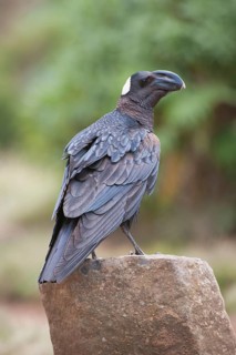 Thick-billed Raven (Corvus crassirostris)