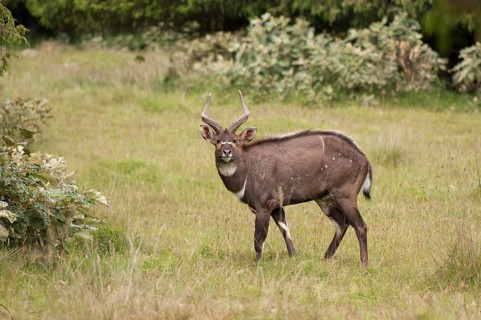 Mountain Nyala (Tragelaphus buxtoni)