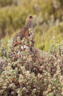 Erckels Francolin (Francolinus erckelii)