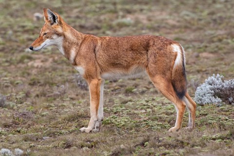 Ethiopian Wolf (Canis simensis)