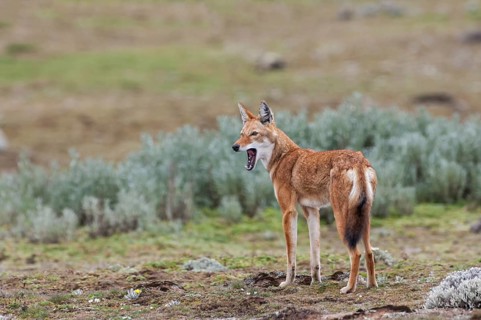 Ethiopian Wolf (Canis simensis)