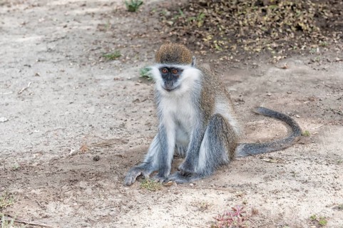 Vervet Monkey (Cercopithecus aethiops)