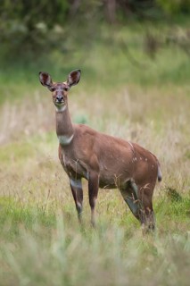 Mountain Nyala or Balbok (Tragelaphus buxtoni)