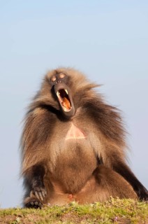 Gelada baboon (Theropithecus gelada) displaying its teeth