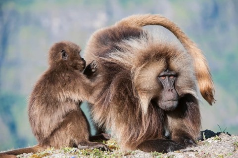 Gelada baboons (Theropithecus gelada) grooming each other