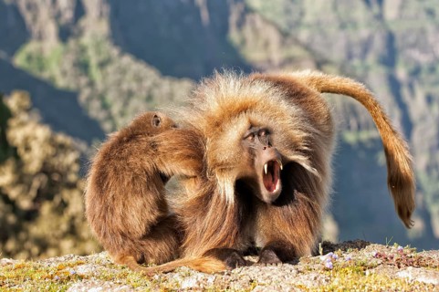 Gelada baboons (Theropithecus gelada) grooming each other