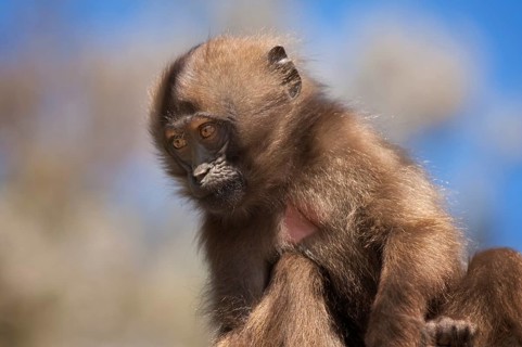 Gelada baboon (Theropithecus gelada)
