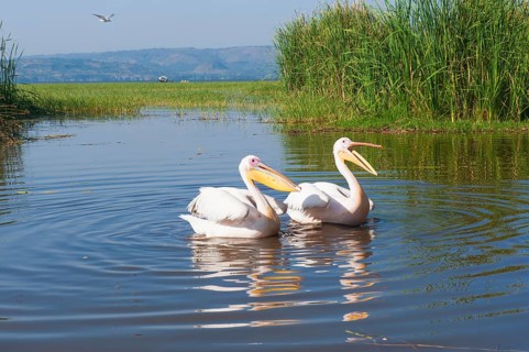 White pelicans (Pelecanus onocrotalus)