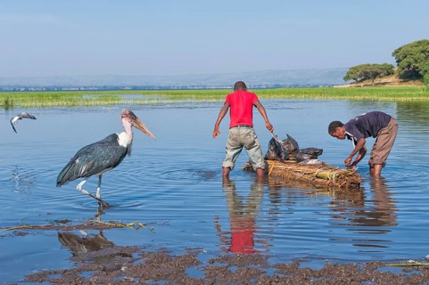 Fishermen and Marabou Stork (Leptoptilos crumeniferus)