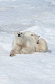 Polar Bears (Ursus maritimus)