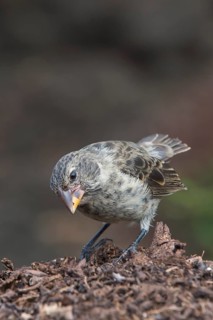 Galapagos Medium Ground-Finch (Geospiza fortis)