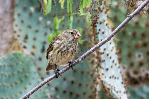 Medium Tree Finch (Camarhynchus pauper)