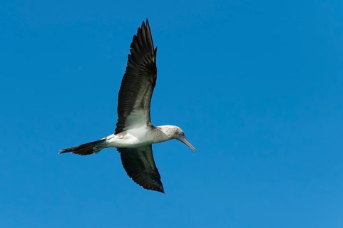 Galapagos Blue-footed Booby (Sula nebouxii excisa)
