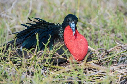 Magnificent Frigate Bird (Fregata magnificens)