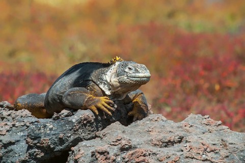 Galapagos Land Iguana (Conolophus subcristatus)