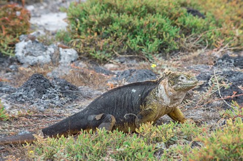Galapagos Land Iguana (Conolophus subcristatus)