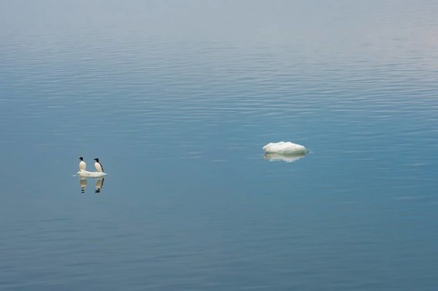 Thick-billed Murres or Bruennich's Guillemots (Uria lomvia) perched on an ice floe