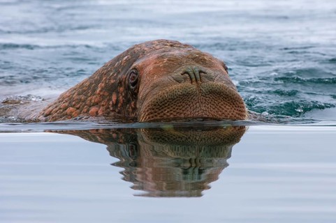 Walrus (Odobenus rosmarus) swimming in the water