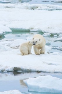 Polar Bears (Ursus maritimus) walking on an ice floe near Wrangel Island