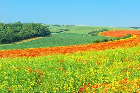Field of red poppies (Papaver rhoeas)