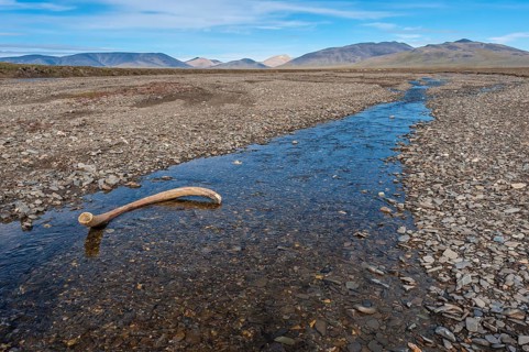 Mammoth tusk in a riverbed