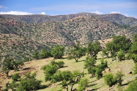 Barren mountain landscape with Argan Trees (Argania spinosa)