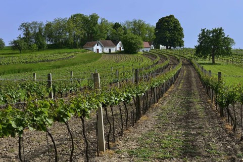 Vineyards and wine cellars