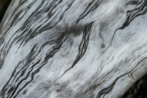Structure of driftwood