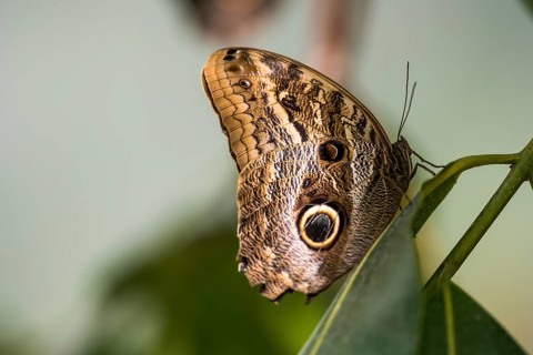 Forest Giant Owl Butterfly (Caligo eurilochus)