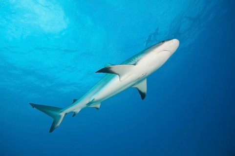 Caribbean Reef Shark (Carcharhinus perezi)