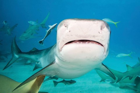 Tiger Shark (Galeocerdo cuvier)
