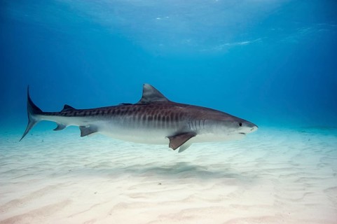 Tiger Shark (Galeocerdo cuvier)