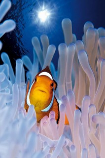Ocellaris Clownfish or False Percula