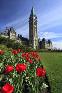 Tulips ín front of Peace Tower and Parliament buildings