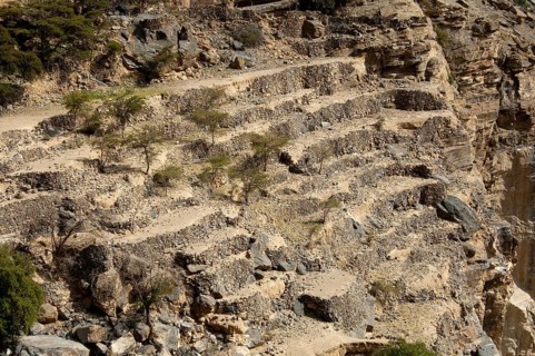 Terraced fields of the abandoned settlement Sap Bani Khamis in the Grand Canyon of Oman in the Wadi Nakhur