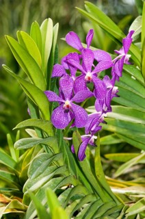 Tropical Orchid (Orchidaceae)