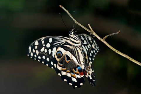 Citrus Swallowtail (Papilio demodocus)