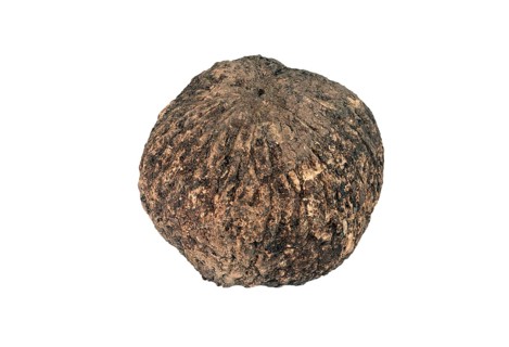 Ripe fruit capsule with Brazil nuts