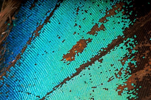Scales of a butterfly wing from a Meander Prepona (Archaeoprepona meander)